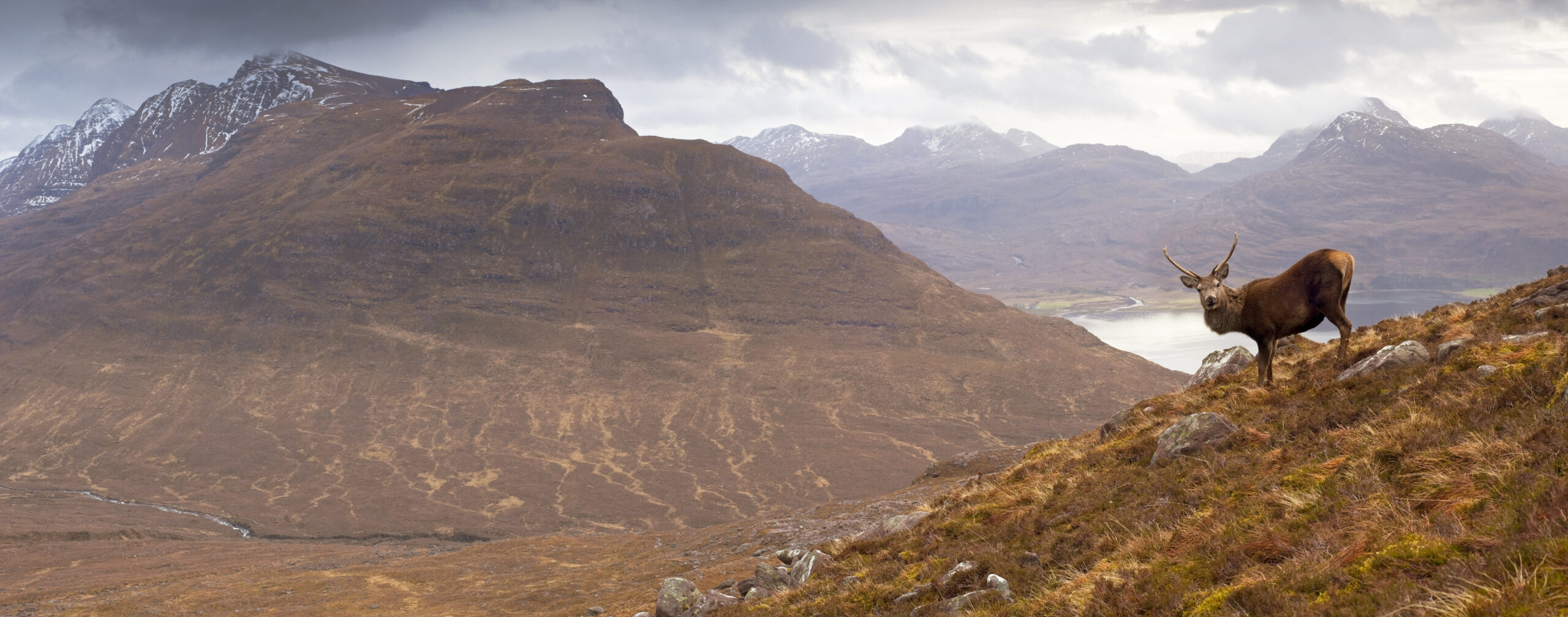 GPO Spectra™ 8x 2,5-20x50i – Bild 2