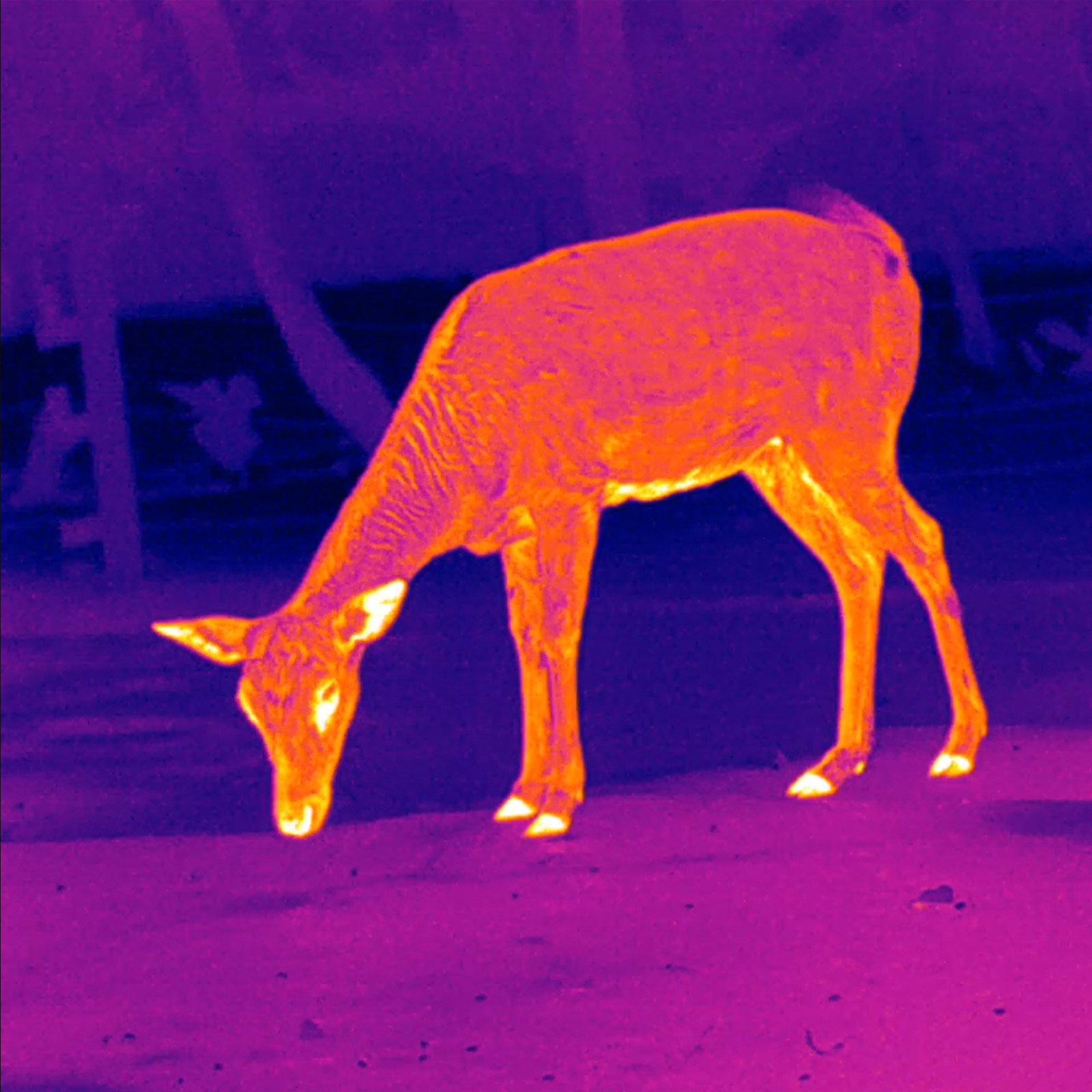 PARD TA32 LRF Wärmebild-Monokular – Bild 11