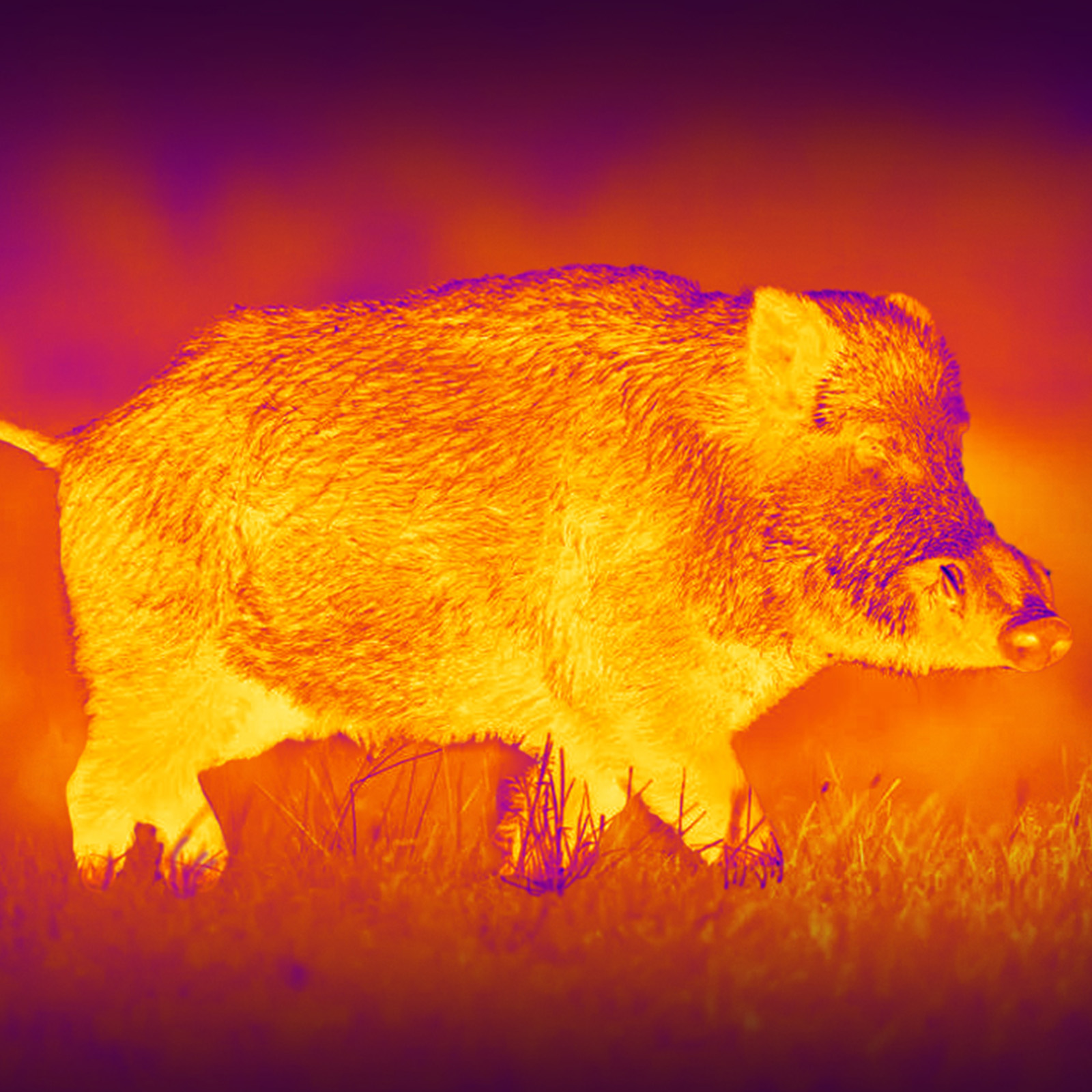 PARD Leopard – Bild 3