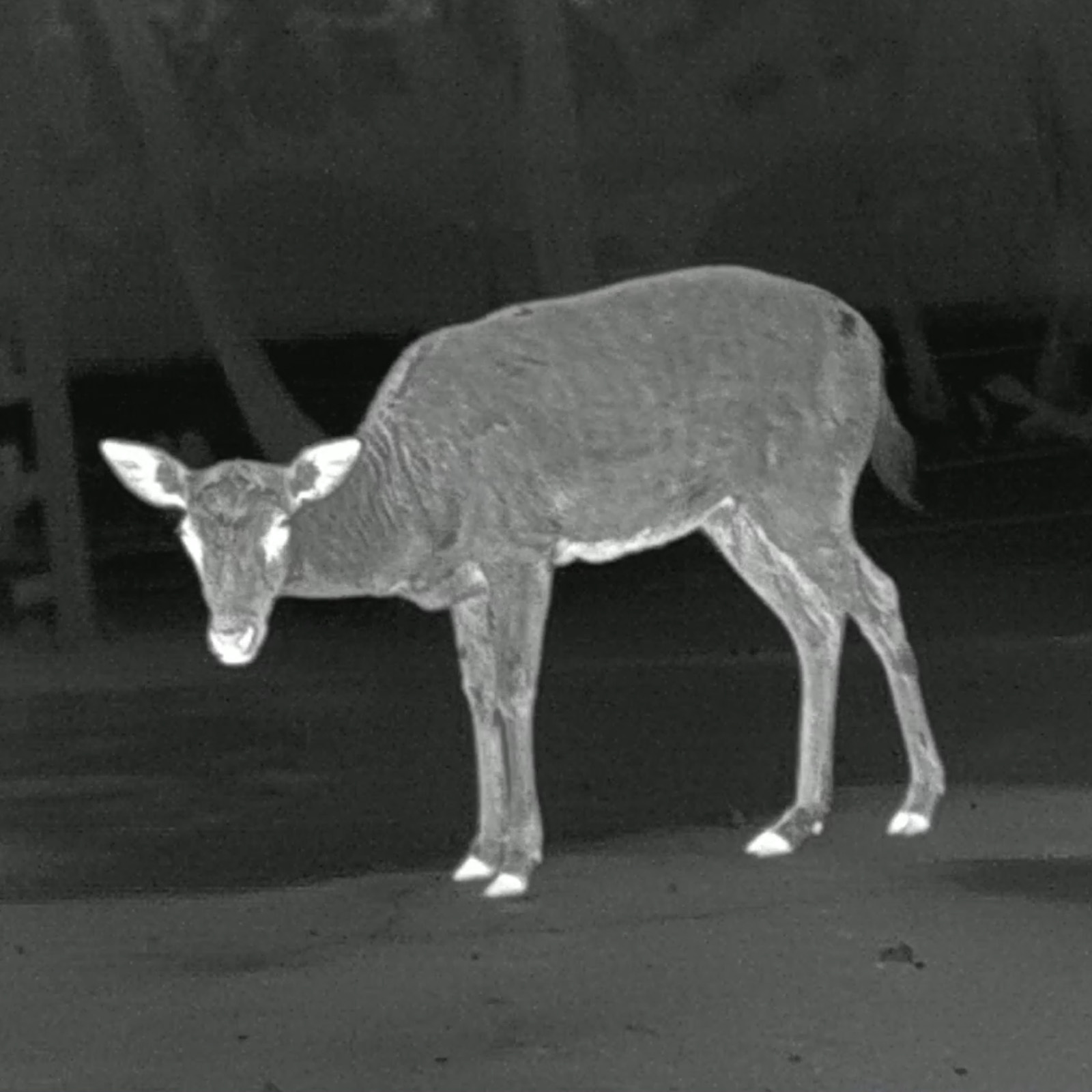 PARD Predator – Bild 7