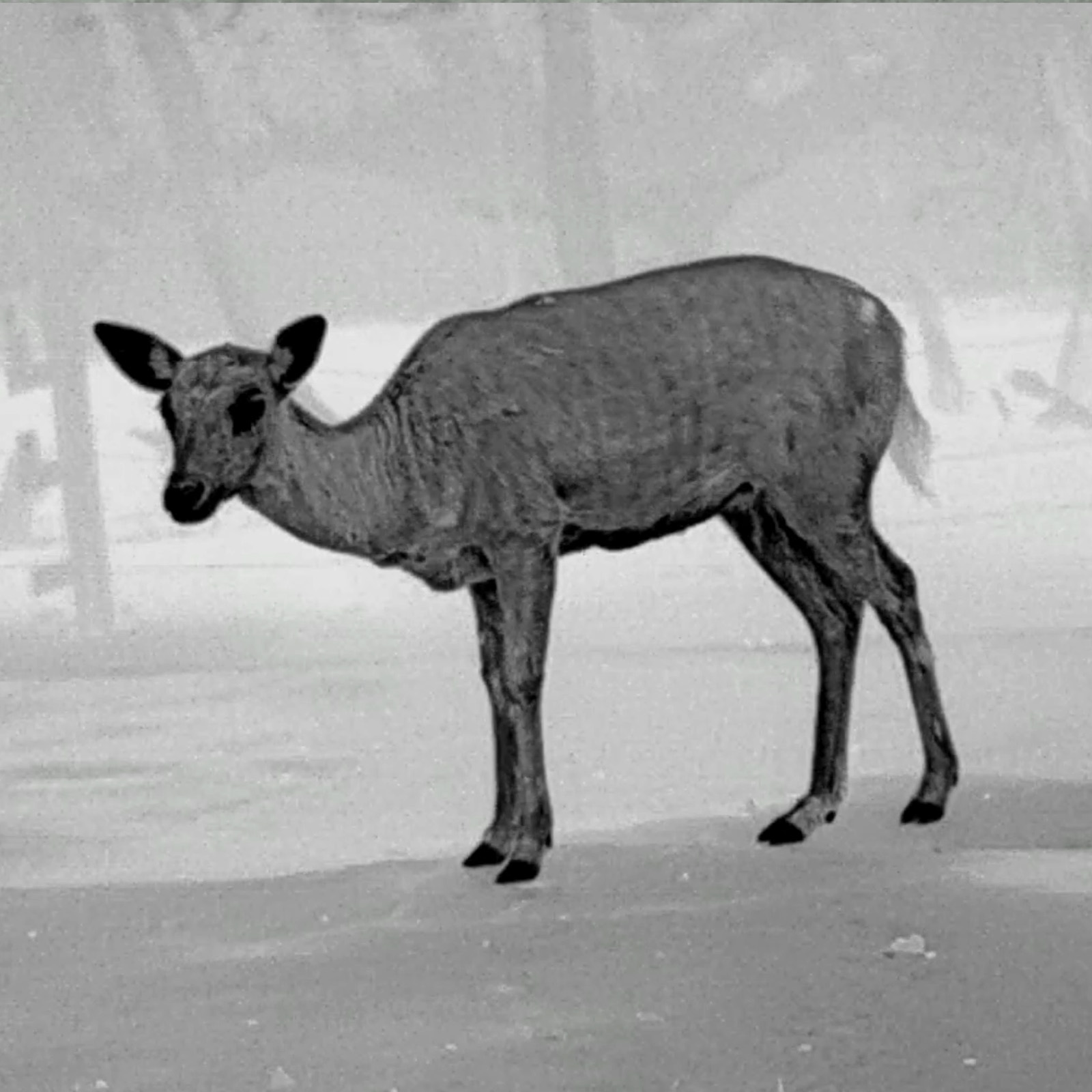 PARD Osprey 640 LRF Multispektral-Binokular – Bild 32