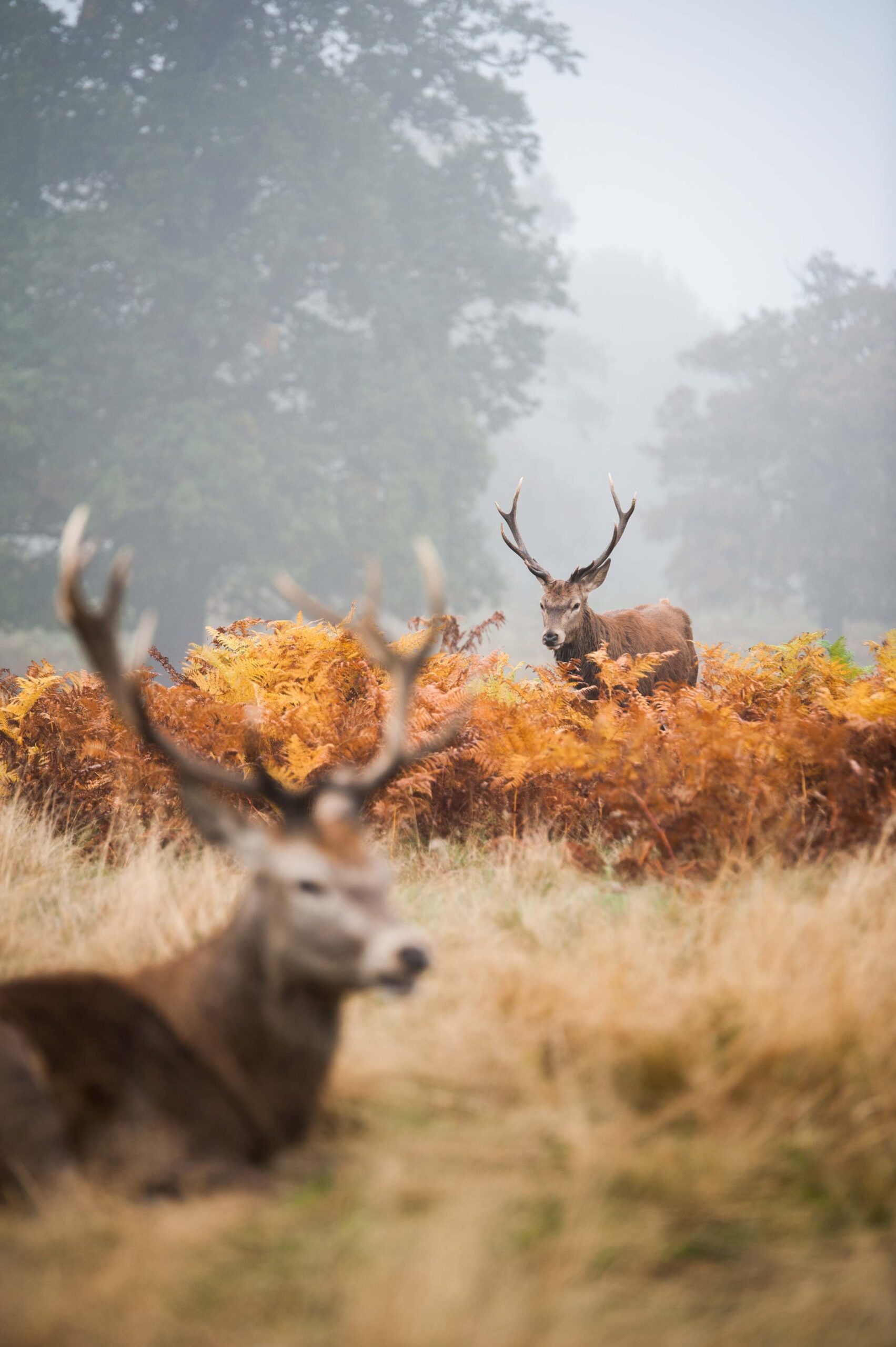 Vertical shot of two deer with beautiful horns witting in the foggy valley